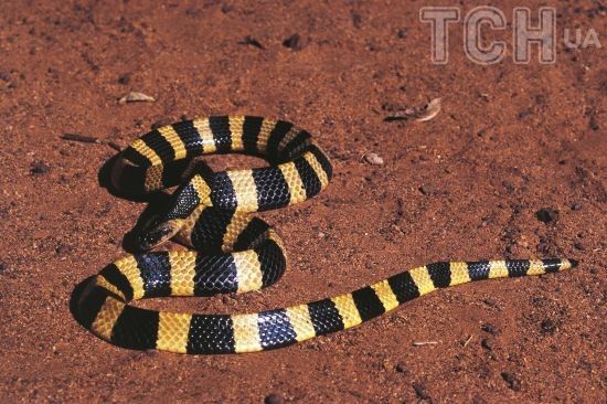 П'ятирічний хлопчик знайшов та з'їв отруйну змію