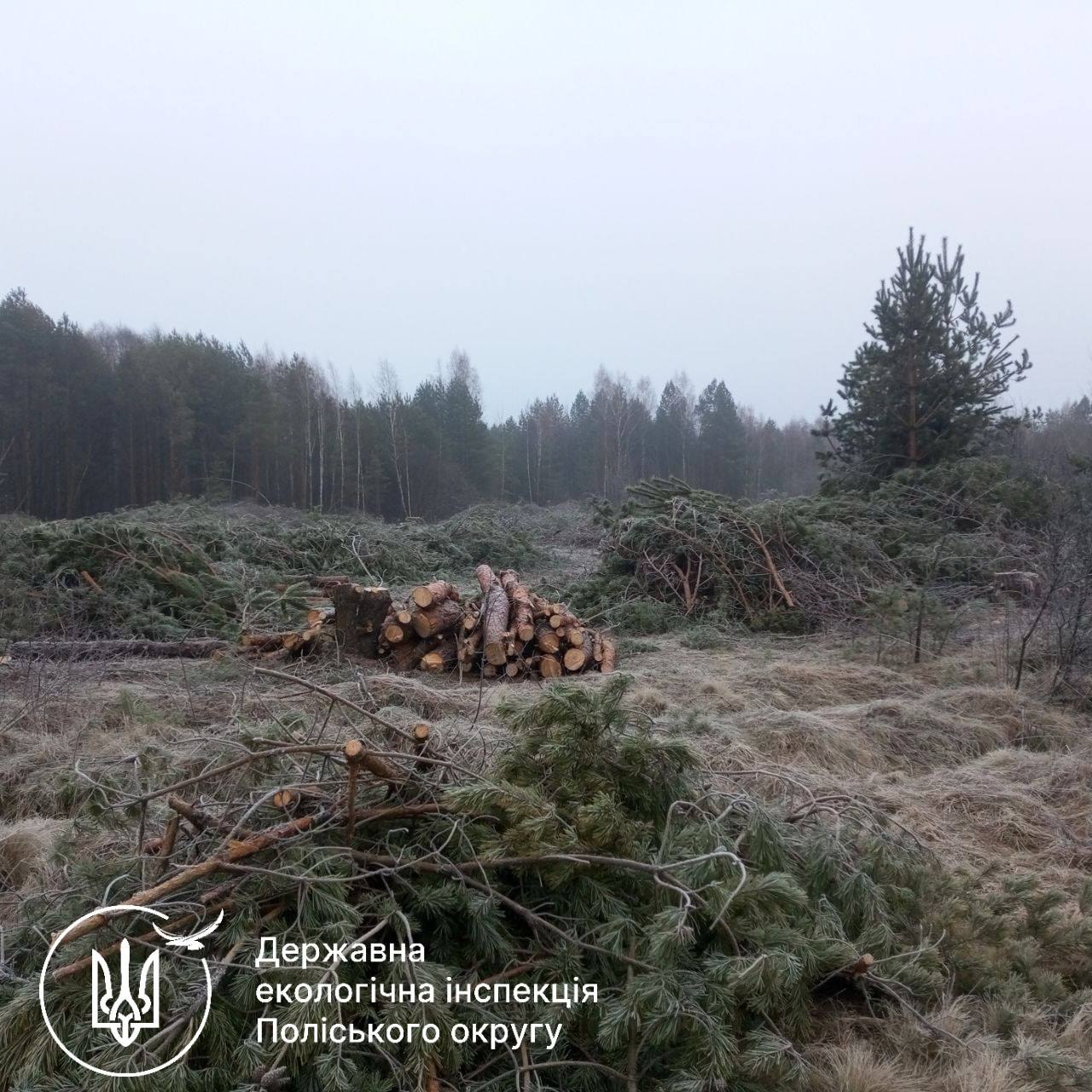Понад тисячу зрубаних дерев: прокуратура вимагає стягнути 1,8 млн грн з лісоруба-браконьєра на Житомирщині