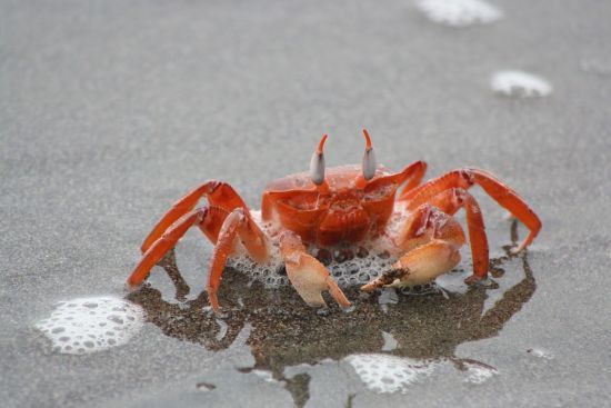 Гамбургу загрожує 